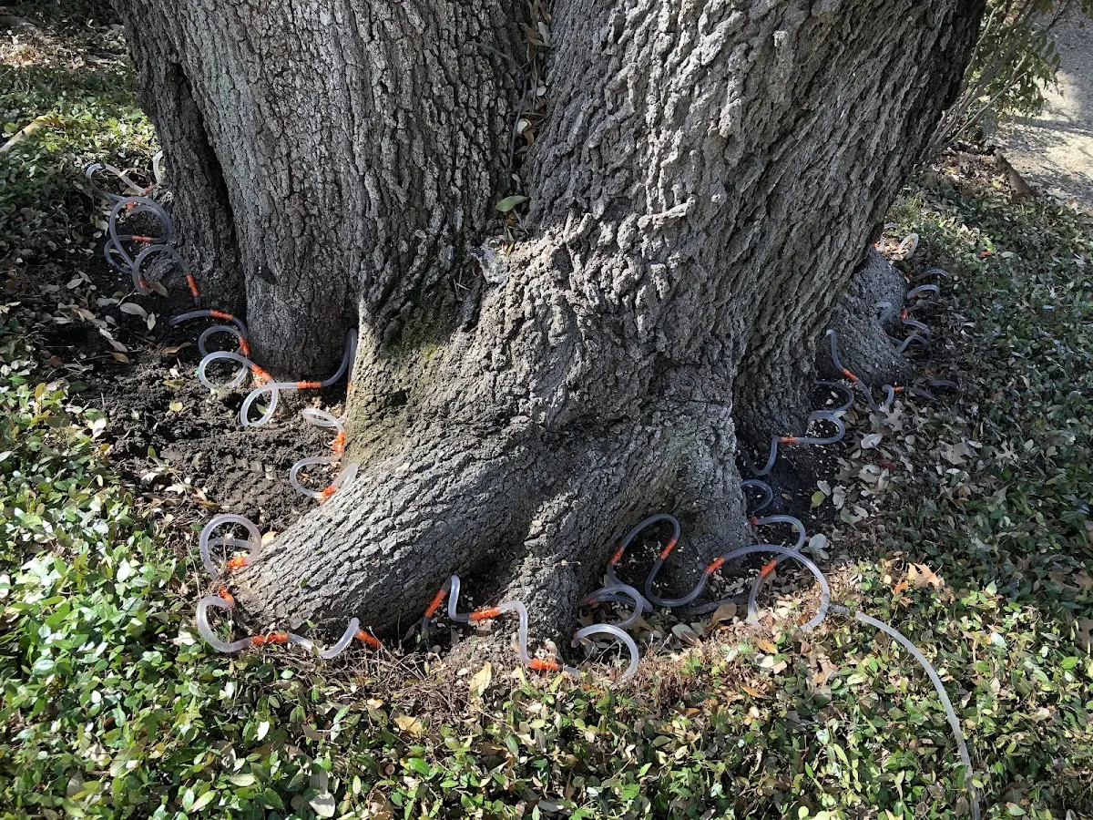 Detailed Tree Cabling and Bracing job site in Damascus